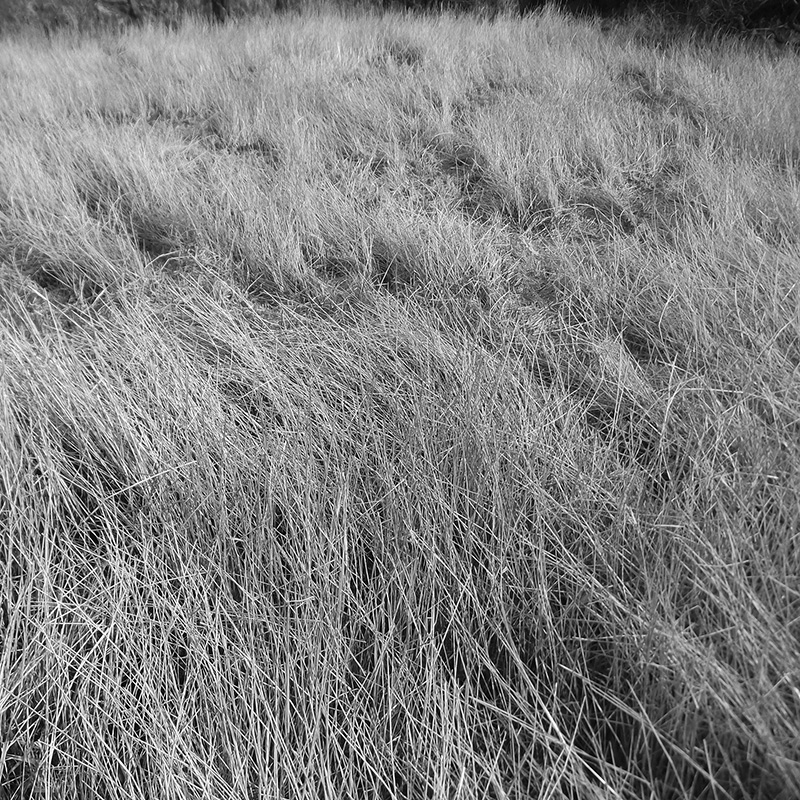 Field Works